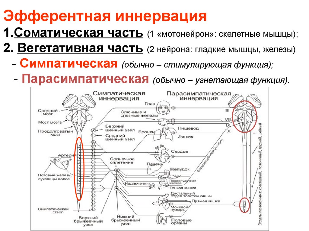 Иннервация это. Афферентная и Эфферентная иннервация. Схема эфферентной иннервации. Вегетативная Эфферентная иннервация. Эфферентная иннервация холинергическая.