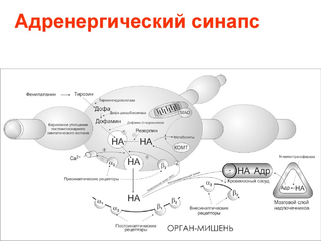 Холинергические синапсы фармакология презентация