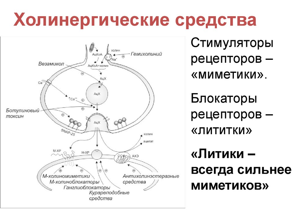 Н холинорецепторы. Схема холинергического синапса фармакология. Холинергический Рецептор строение. Схема действия холинергического синапса. Схема функционирования холинергического синапса.