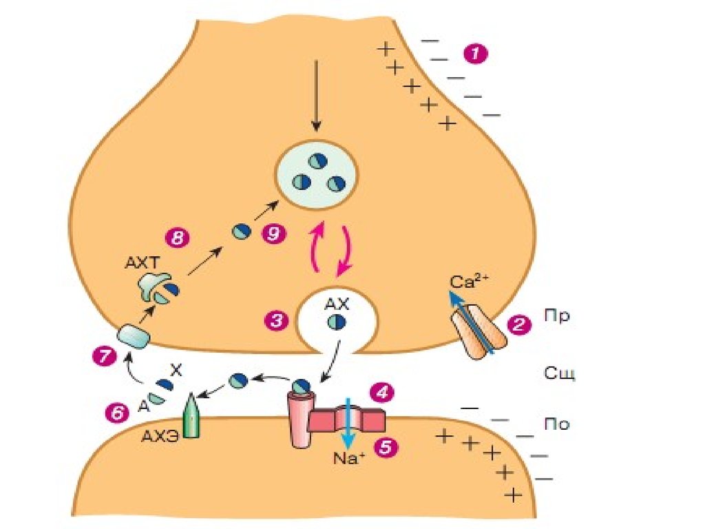 Холинергический синапс рисунок