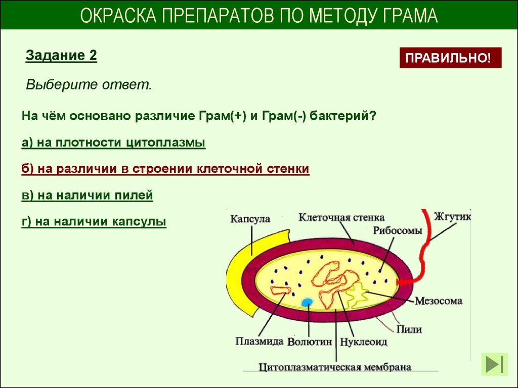 Цитоплазматическая мембрана мезосомы