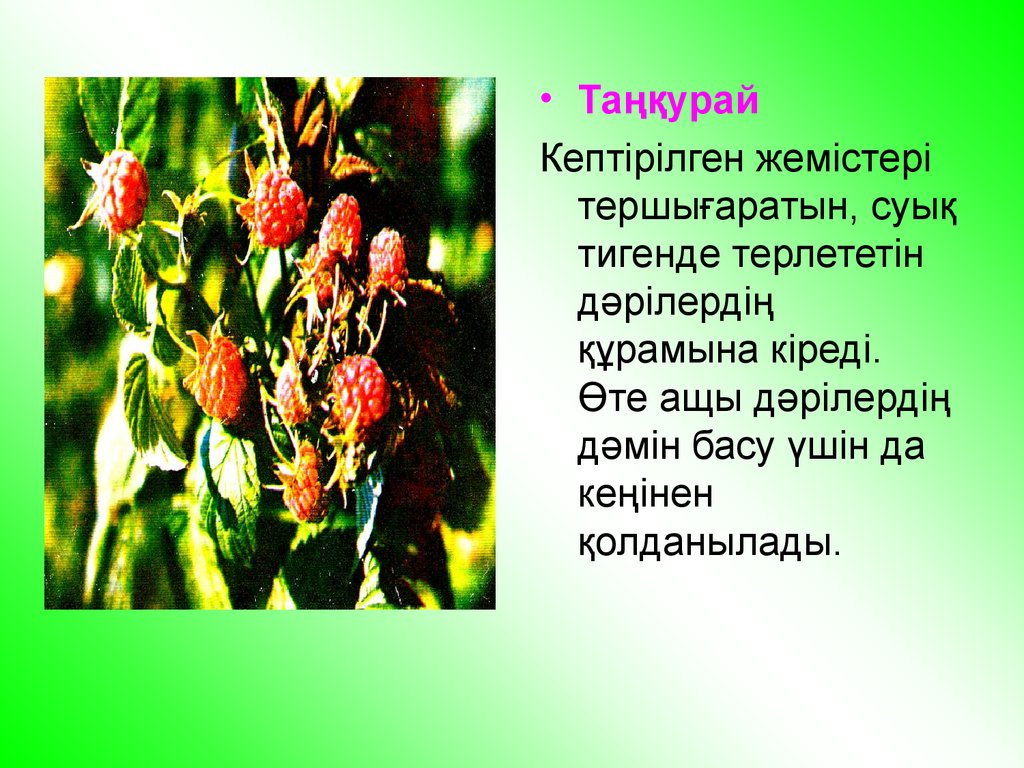 Өсімдік шаруашылығының негізгі бағыттары 5 сынып. Осымдыктер. Картинка ши өсімдік. Дермене өсімдігі.