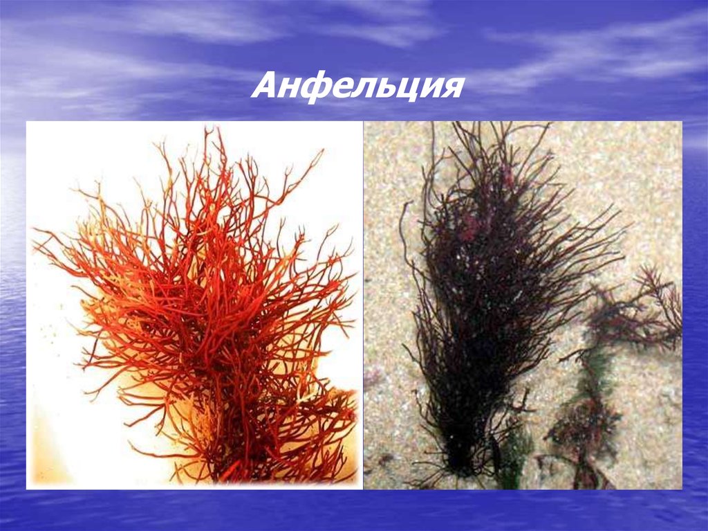 Красной водорослью является. Анфельция водоросль. Анфельция складчатая. Красные водоросли анфельция. Анфельция складчатая водоросль.