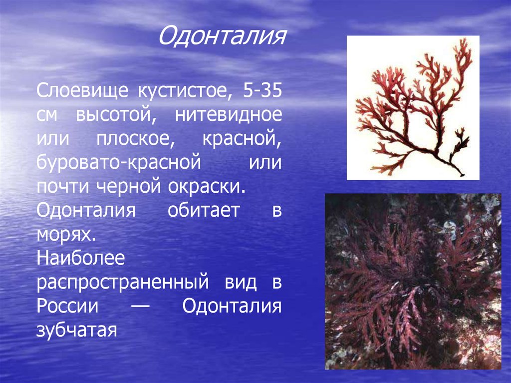 Обитание красных водорослей. Красные водоросли Одонталия. Одонталия зубчатая. Дазия водоросль. Типы красных водорослей.
