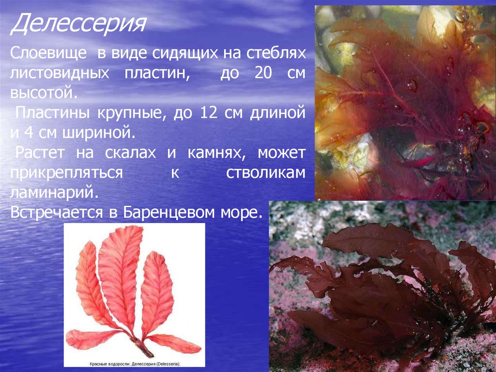 2 название красных водорослей
