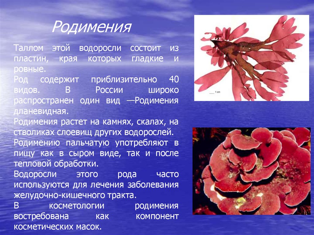 Красные водоросли клетки. Красные водоросли родимения. Родимения водоросль доклад. Rhodymenia palmata. Родимения водоросль строение.