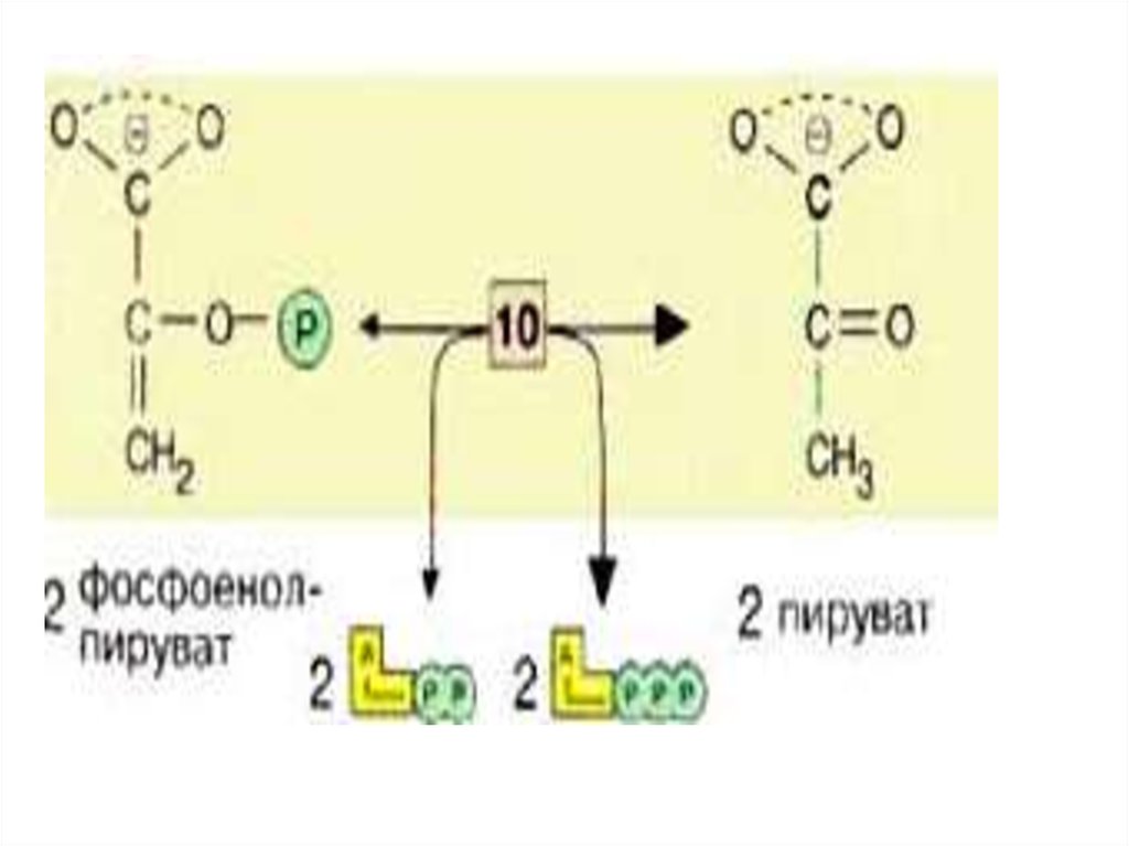 Пируват атф. Модулятор пируваткиназы. Одна молекула пировиноградная кислота. Аллостерический активатор пируваткиназы в печени. М2 пируваткиназа.