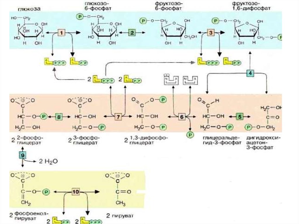Схема гликолиза биохимия