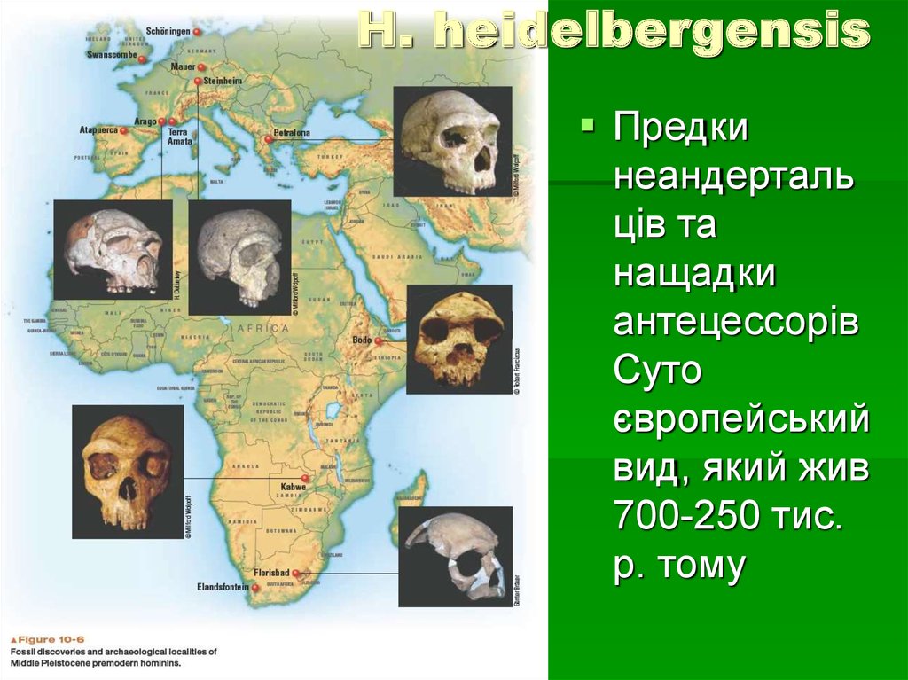 H. heidelbergensis
