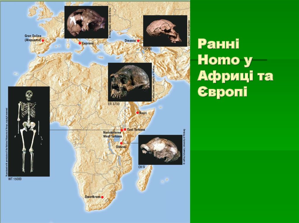 Ранні Homo у Африці та Європі