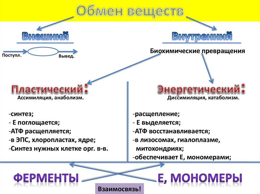 Какие виды обмена. Схема ассимиляция диссимиляция обмен веществ в организме. Энергетический обмен пластический обмен Синтез сложных веществ. Схема ассимиляции метаболизм. Процессы составляющие метаболизм клетки.