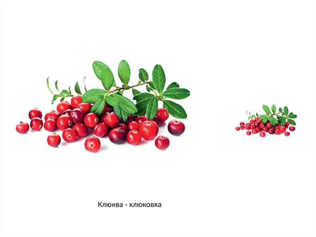 Брусника картинка на белом фоне