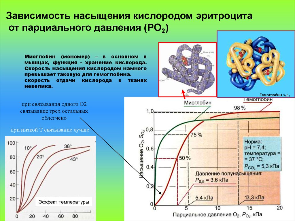 Давление сатурация низкая. Зависимость насыщение гемоглобина кислородом. Кривая насыщения гемоглобина кислородом. Парциальное давление кислорода. Зависимость сатурации от гемоглобина.