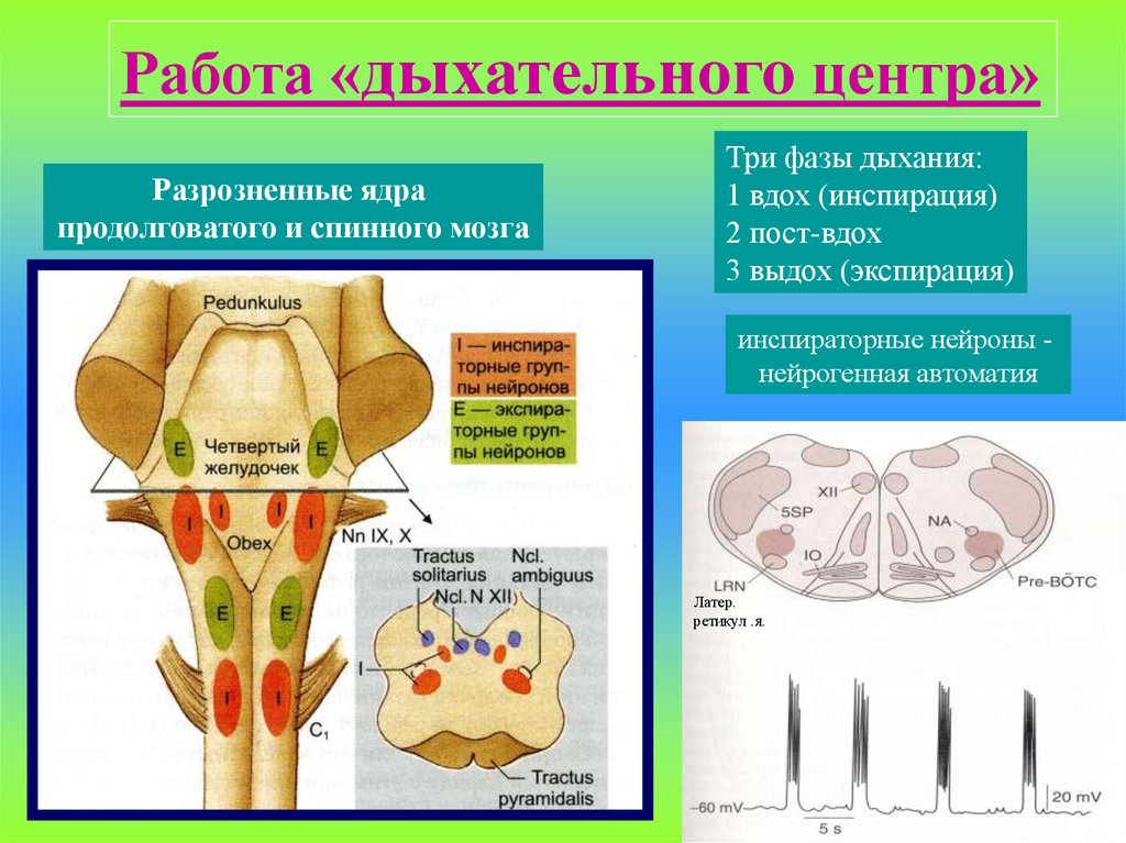 Дыхание мозга. Анатомическое строение дыхательного центра. Работа дыхательного центра. Дыхательный центр схема. Дыхательный центр продолговатого мозга.