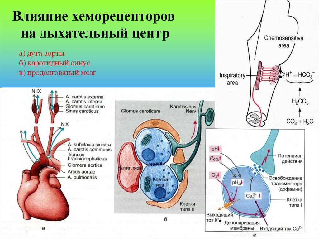 Хеморецепторов дуги аорты