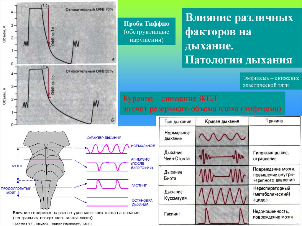 Дыхание влияние. Проба Вотчала-Тиффно. Дыхательные пробы пробы Тиффно. Задачи по патологии дыхания. При эмфиземе дыхательный объем.