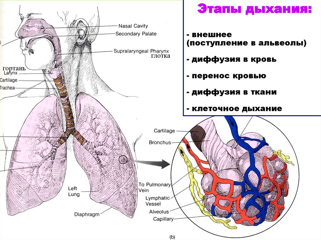 Перечислите этапы дыхания. Этапы дыхания человека схема. Основные стадии процесса дыхания. Схема этапов процесса дыхания 3 фазы дыхания. 5 Этапов процесса дыхания.