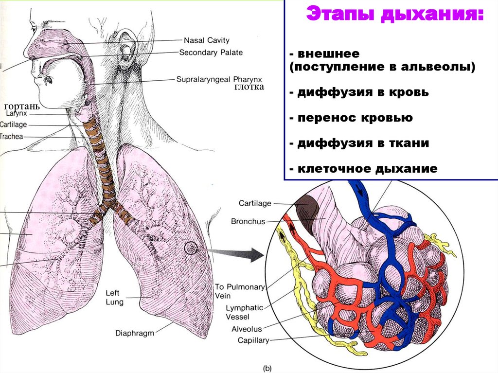 Фазы дыхания