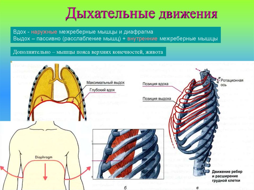 Какой цифрой на рисунке обозначена дыхательная мышца диафрагма