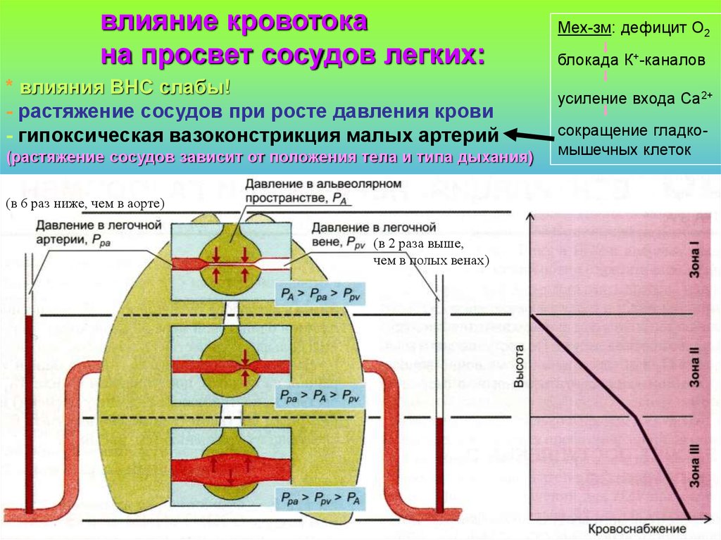 Сосудистые влияния. Гипоксическая вазоконстрикция. Объемная Растяжимость артерий, влияние на показатели гемодинамики.. Гипоксическая легочная вазоконстрикция.