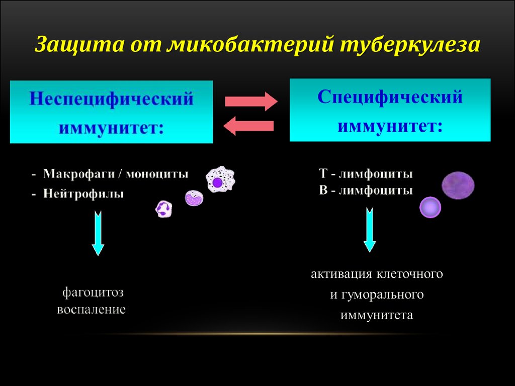 Роль в иммунных реакциях