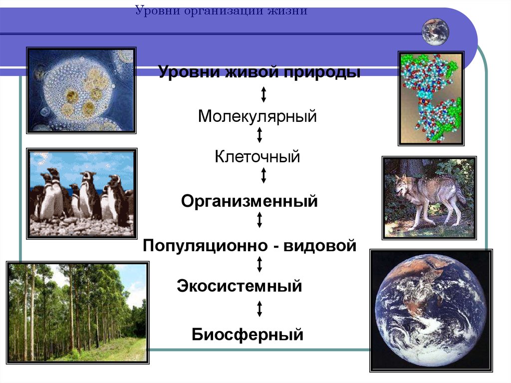 На каком уровне организации живых систем. Биосферный уровень организации жизни. Экосистемный уровень организации. Уровни организации экологии. Уровни организации жизни экология.