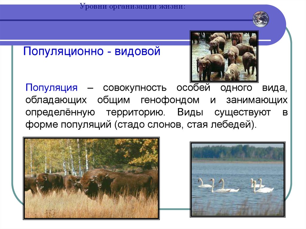 Особь вид популяция. Популяционно-видовой уровень организации жизни. Популяционный видовой. Популяционный видовой уровень. Популяционно-видовой уровень организации живой материи.