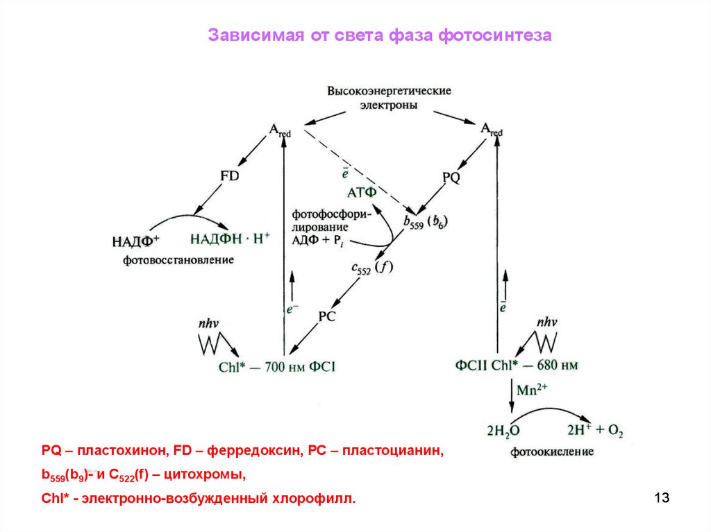 Фаза света. Ферредоксин в фотосинтезе. Световая фаза света Зависимое. Гидролиз высокоэнергетических связей. Восстановление НАДФ*Н световая фаза.
