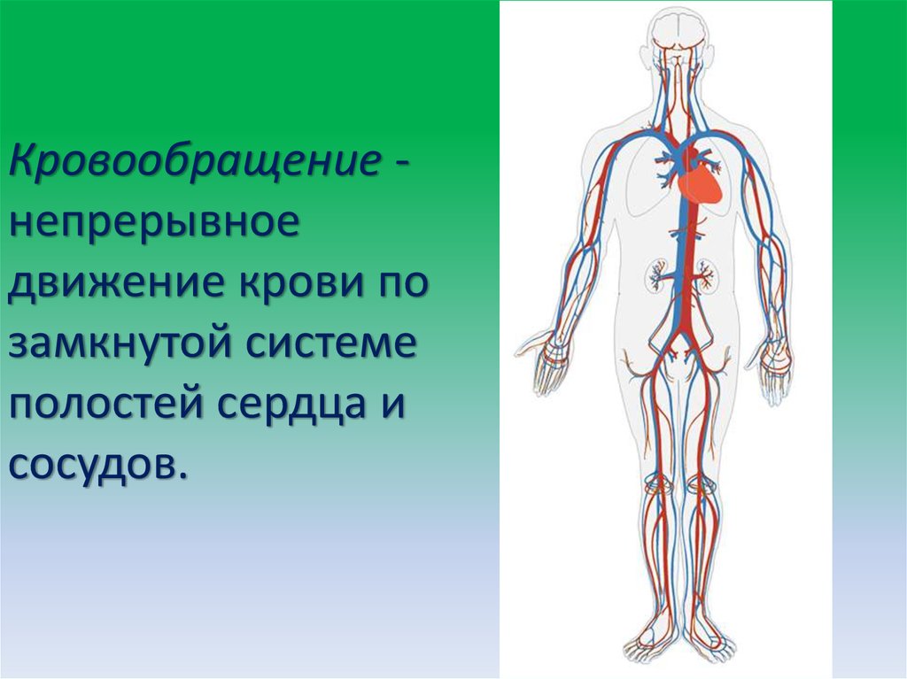 Непрерывное движение крови по организму. Кровообращение человека. Система кровообращения. Циркуляция крови. Процесс кровообращения.