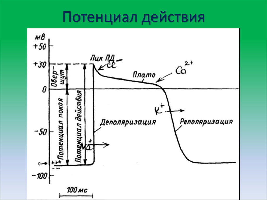 Потенциал действия схема