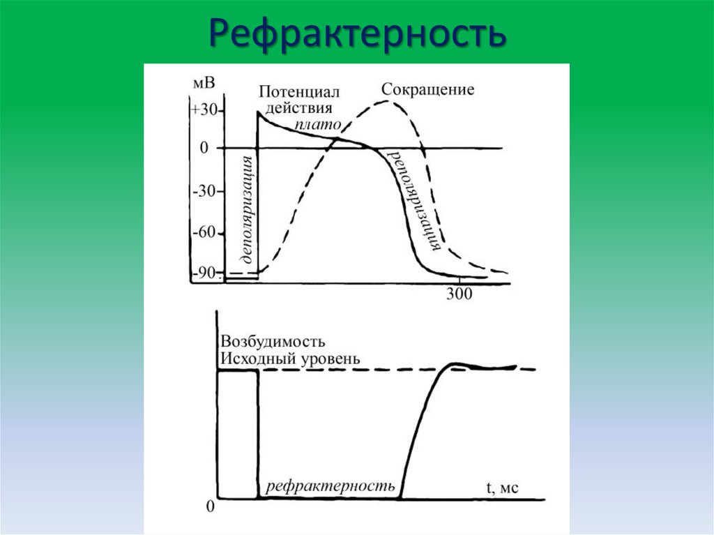 Расписание пд 218. Механизм абсолютной рефрактерности. Рефрактерность сердечной мышцы физиология. Механизм возникновения рефрактерности. Период рефрактерности миокарда.