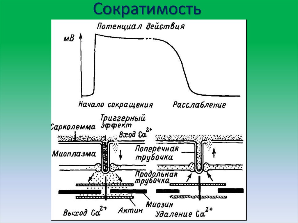 Потенциал действия физиология презентация