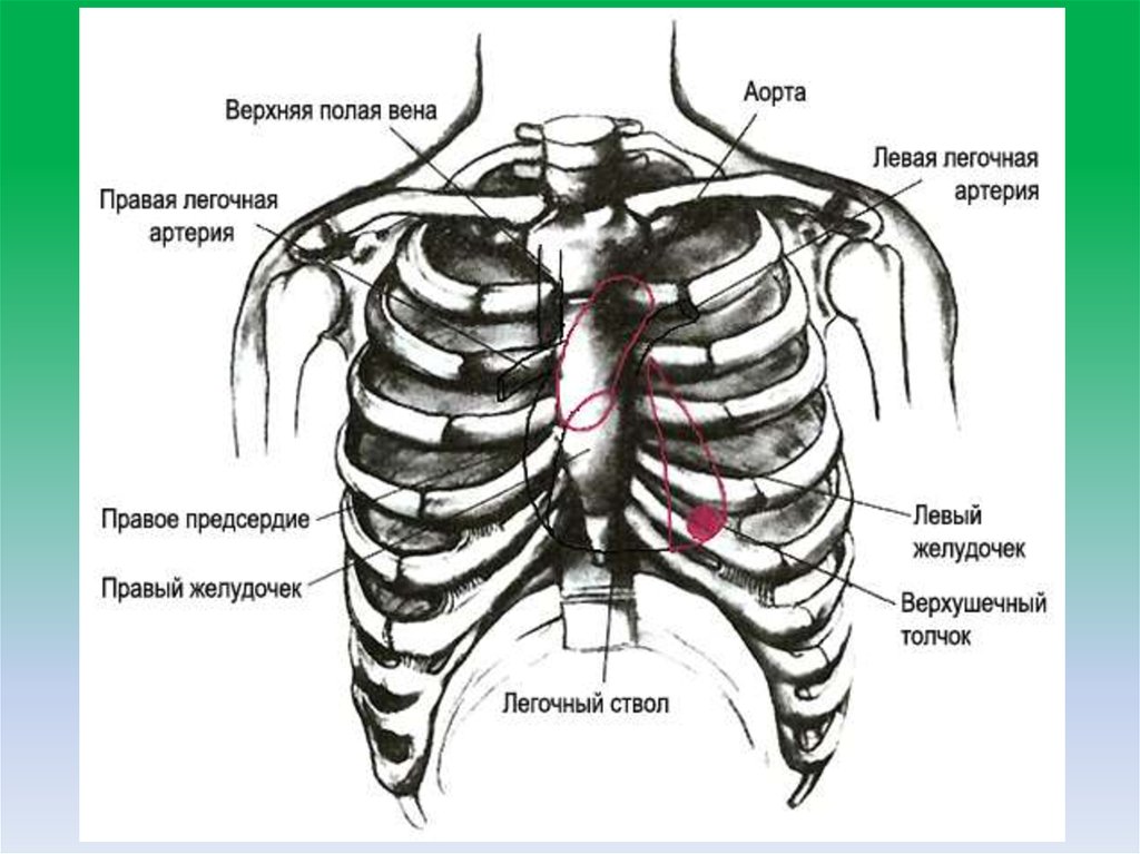 Проекция ребер. Нд находится левый желудок. Где находится левый желудочек. Проекция сердца на спине. Проекция сердца на поверхности тела.
