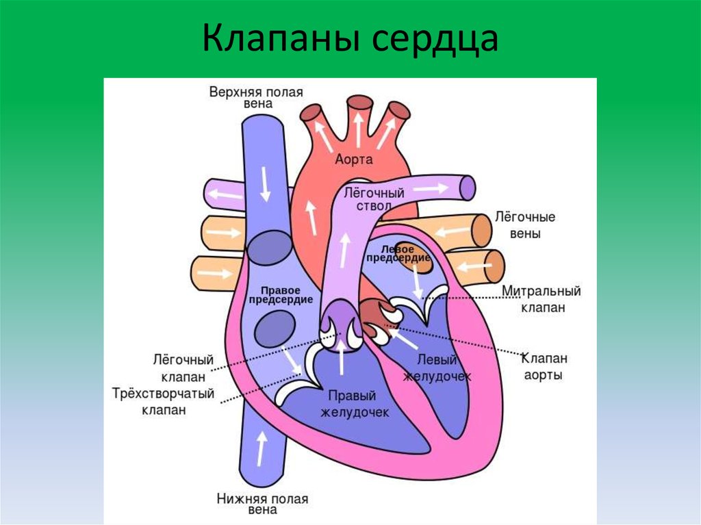 Легочный ствол рисунок