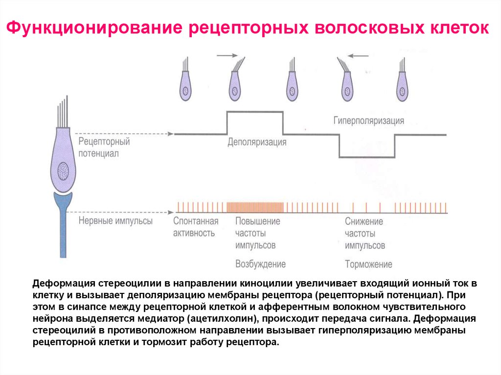 Что воспримут изображенные на рисунке рецепторные клетки растворенное вещество