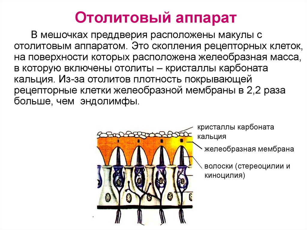 Что воспримут изображенные на рисунке рецепторные