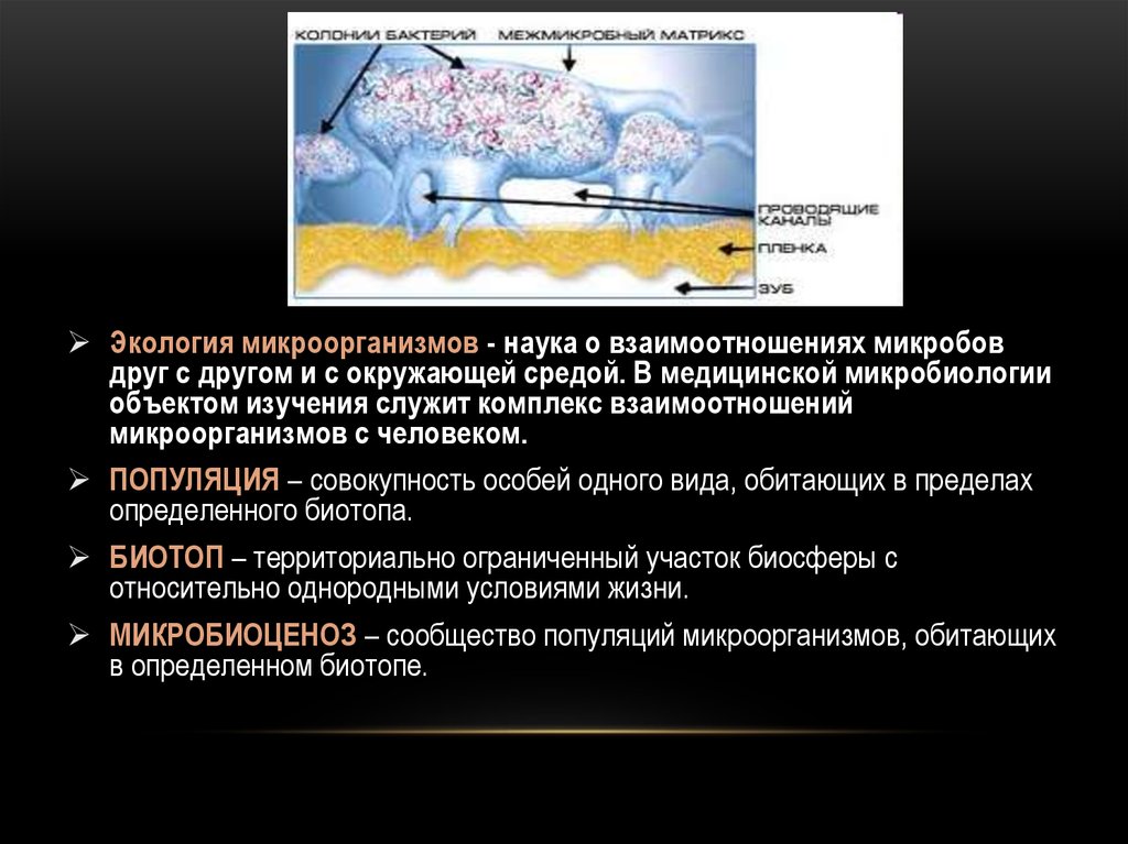 Экология микроорганизмов. Экология бактерий. Взаимодействие микробов с окружающей средой. Взаимосвязь микроорганизмов окружающей среды.