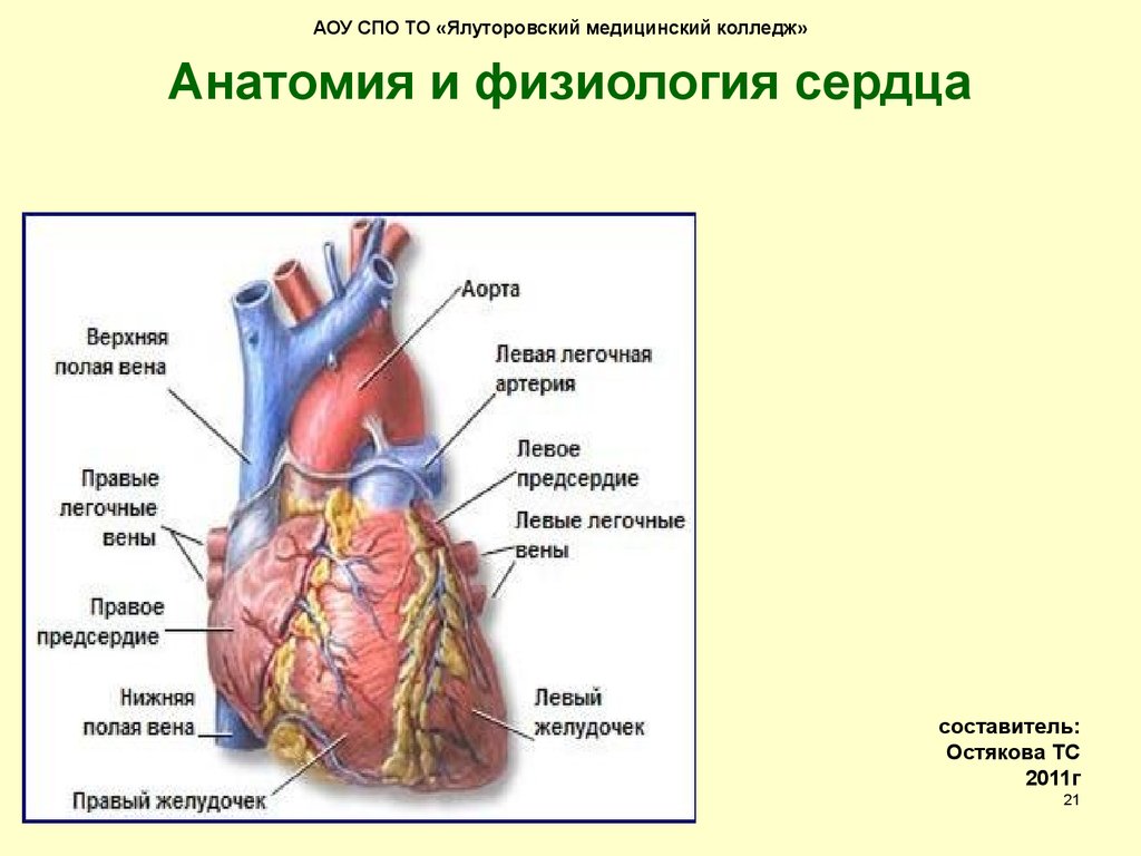 Физиология сердца. Физиологическое строение сердца. Анатомия и физиология сердца структура. Структура сердечной мышцы физиология. Анатомия и физиология се.