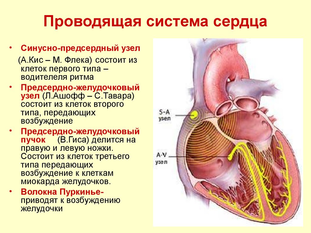 Миокард правого предсердия. Строение проводящие системы сердца. Синусно-предсердный узел проводящей системы сердца расположен. Проводящая система сердца строение и функции. Структуры проводящей системы сердца.