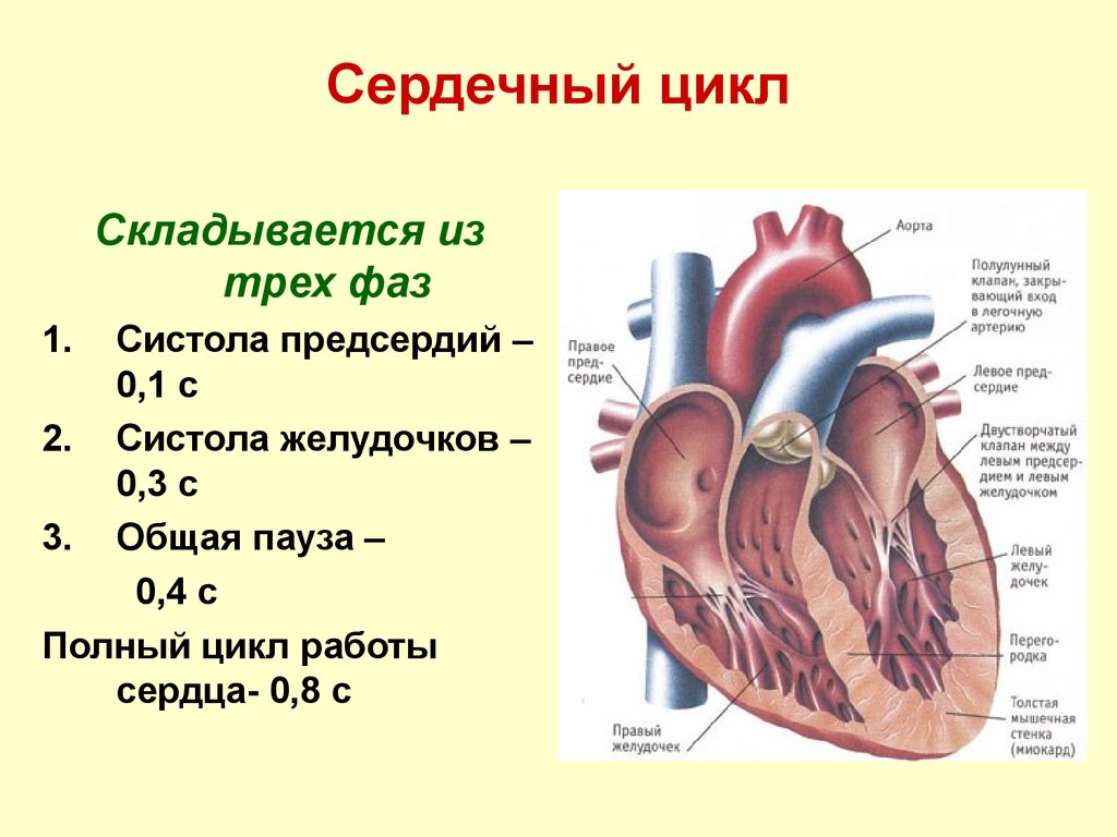 Сердечный цикл картинка