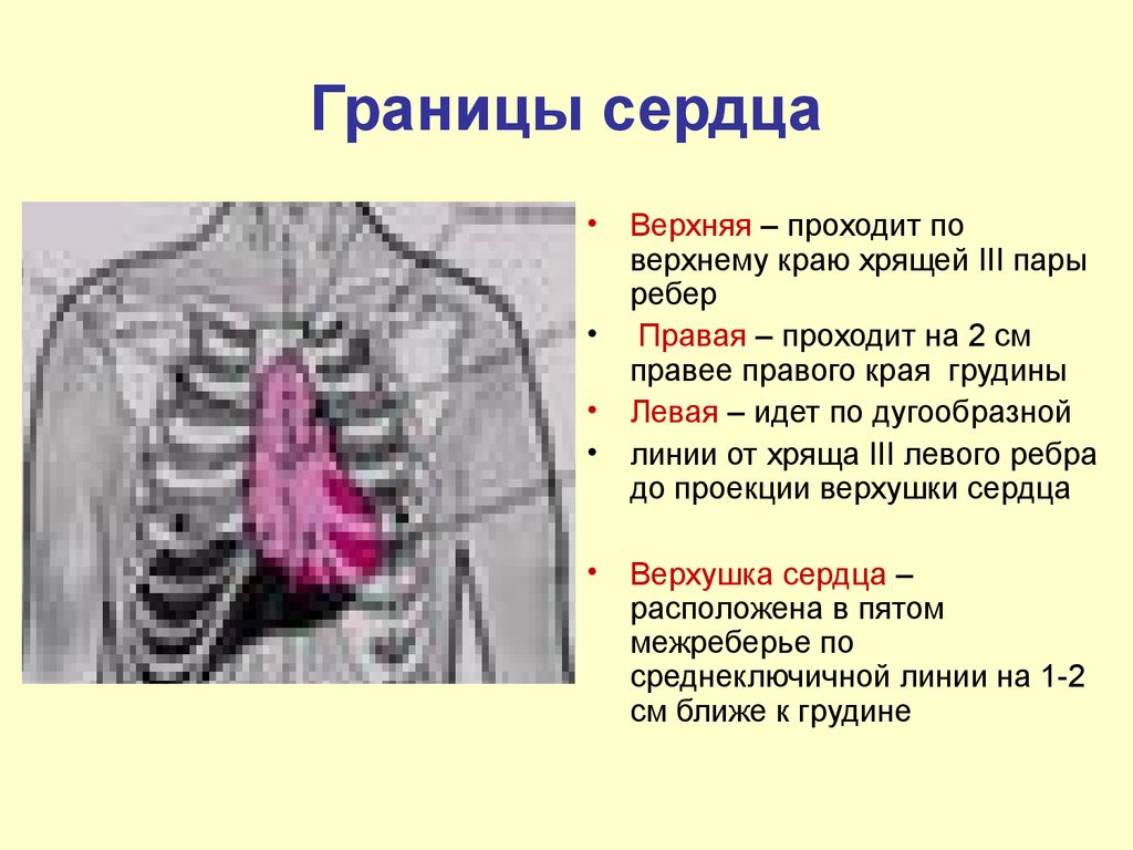 Беременность и заболевания сердца презентация