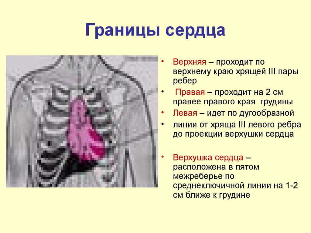 Границы сердца фото