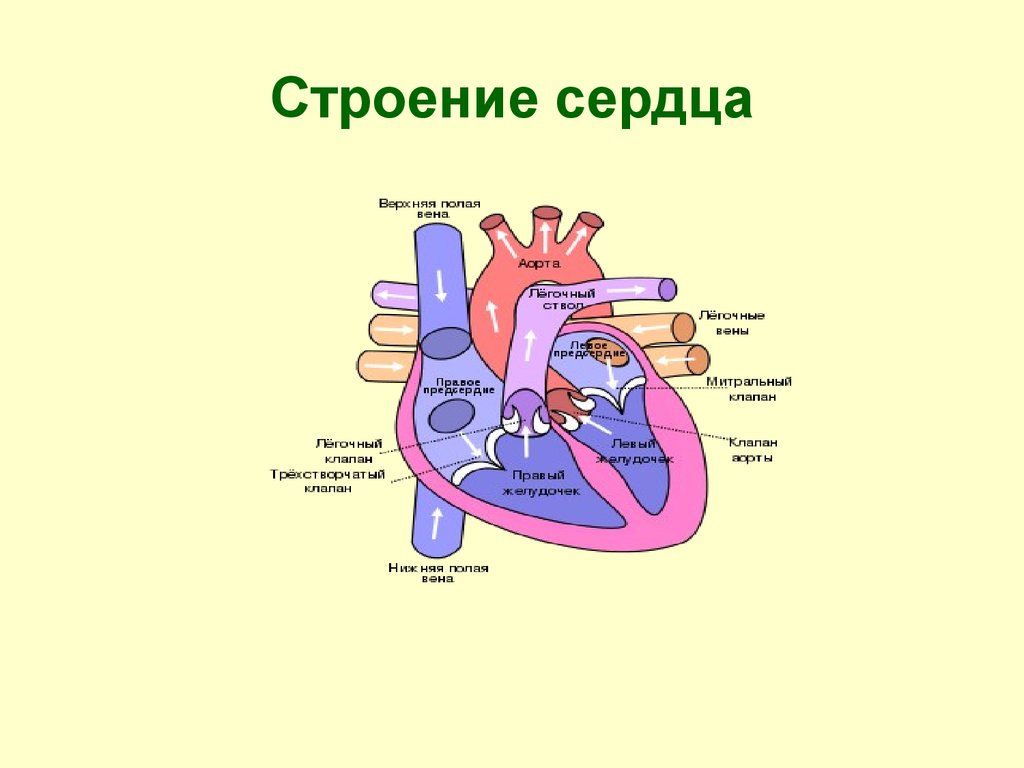 Сердце рисунок анатомия