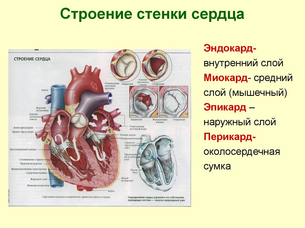3 околосердечная сумка. Анатомическое строение сердца физиология. Строение сердца человека миокард. Миокард сердца функции анатомия. Миокард сердца схема.