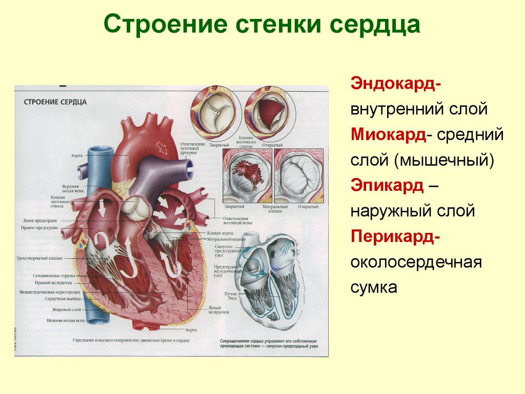 Сердце физиология презентация