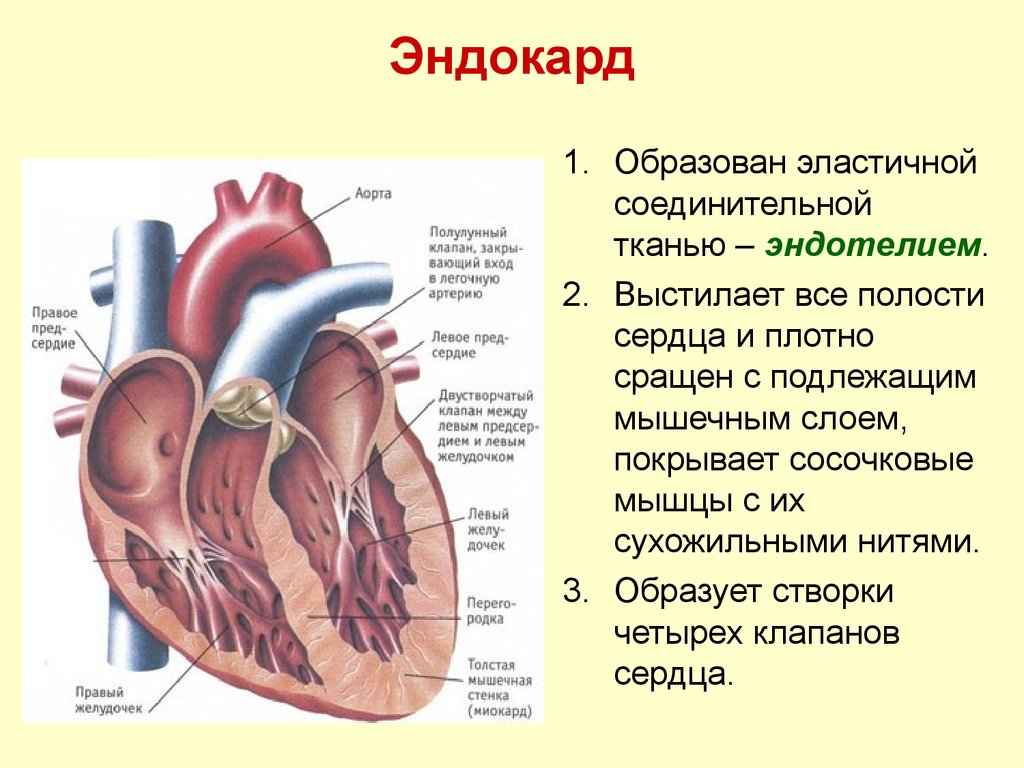 Миокард правого предсердия. Строение сердца человека анатомия. Строение клапанов сердца анатомия. Внешнее и внутренне строение сердца. Строение сердца внешний и внутренний вид.