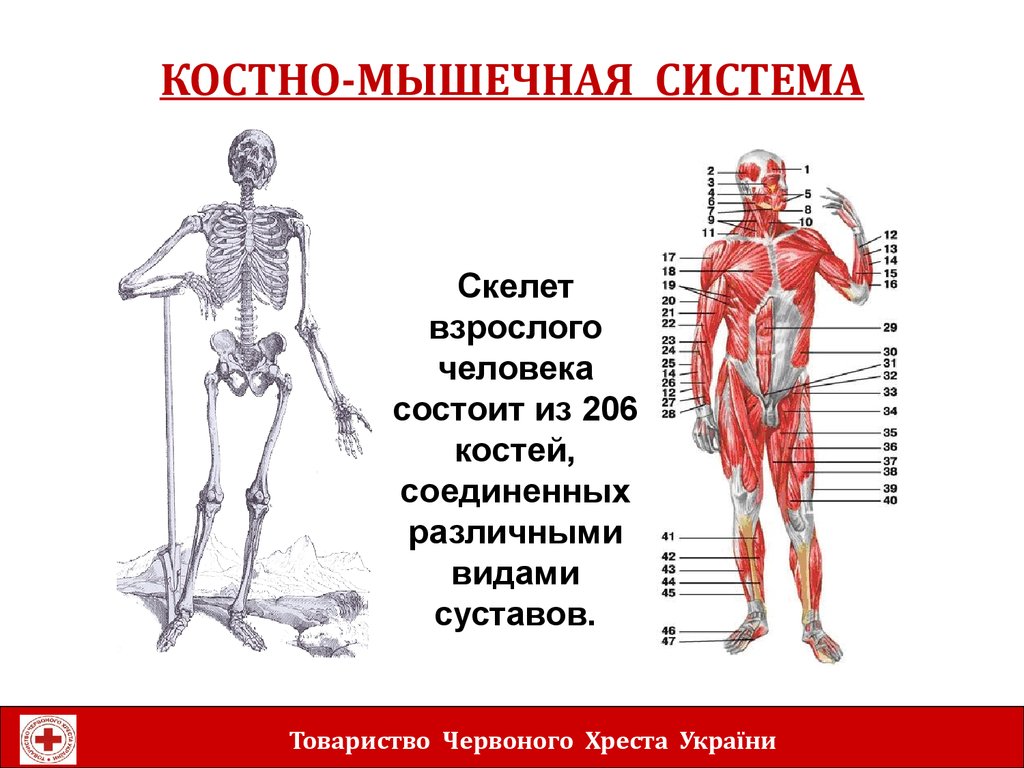 Строение скелет мышцы. Строение костной мышцы. Строение скелета мышечная система. Функции костно-мышечной системы. Костер мышечная система.