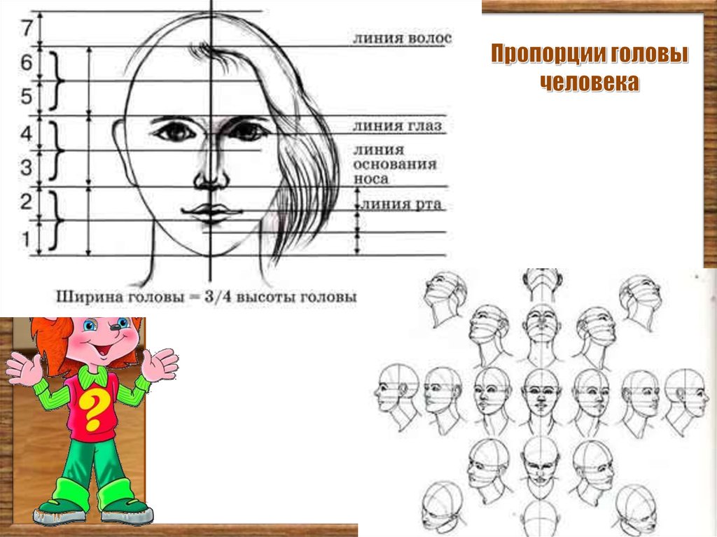 Строишь какое лицо. Пропорции головы человека. Схема пропорций головы человека. Пропорции головы человека рисунок. Портрет пропорции.