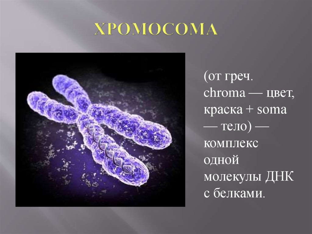 Сколько молекул днк в данной хромосоме. Хромосома. Строение хромосом человека. Хромосомы вирусов. Цвет хромосом.