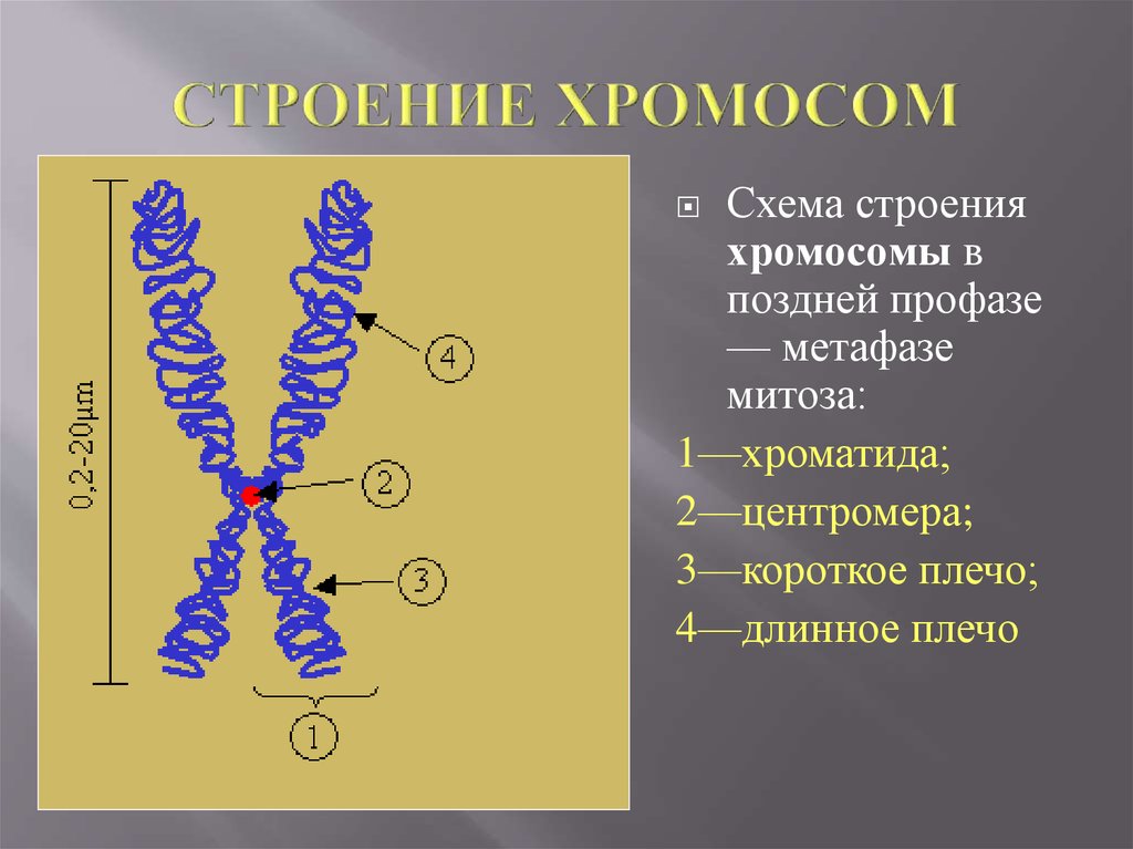 Хромосомы группы г. Хромосомы строение и функции. Особенности строения хромосом. Схема строения хромосомы. Хромосомы животной клетки строение и функции.